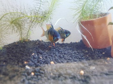 Akvaryumda beyaz bir geçmişi olan mavi balık.