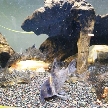 Akvaryumdaki güzel balıklar