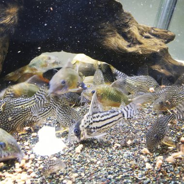 Güzel akvaryum balığı, kapat.