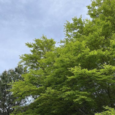 Ormanın güzel manzarası