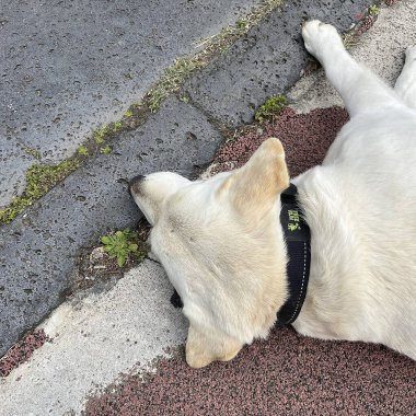 Köpek yerde yatıyor..