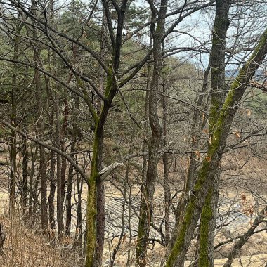 Ormanın güzel manzarası