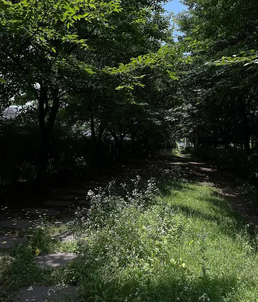 Ağaçlı ve yeşil yapraklı güzel bir manzara.