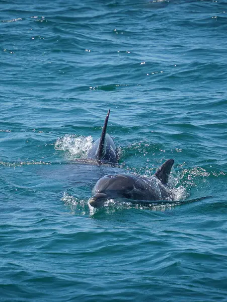 Deniz yunusları, patagonya, Şili