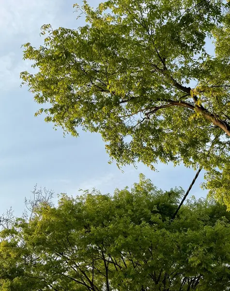 Ormanda yeşil yapraklar