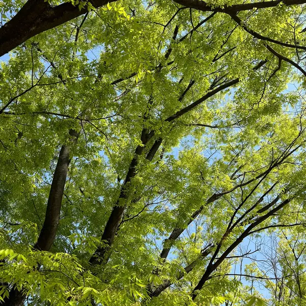 Ormanda yeşil yapraklar