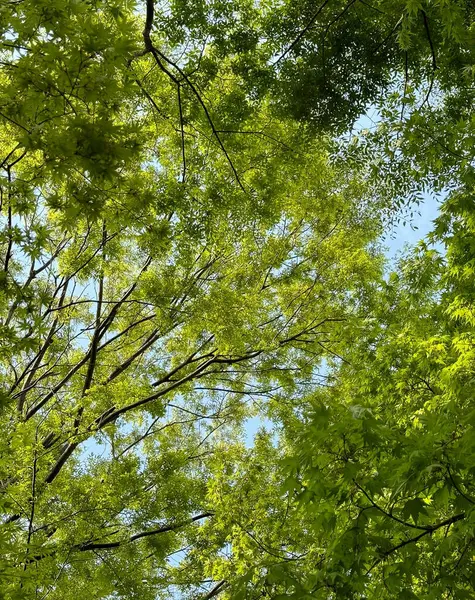 Ormanda yeşil ağaçlar