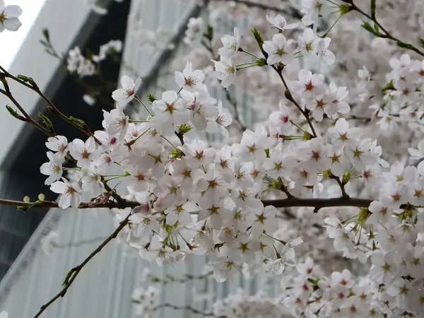 Bahçede güzel bahar çiçekleri
