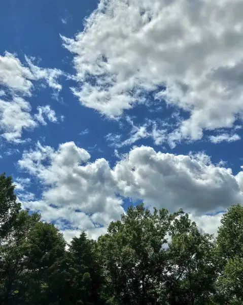 Ormanın güzel manzarası