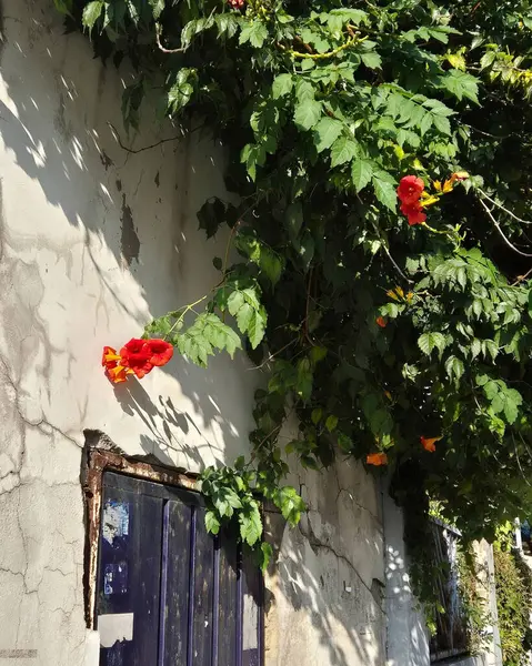 Bahçedeki kırmızı çiçekler