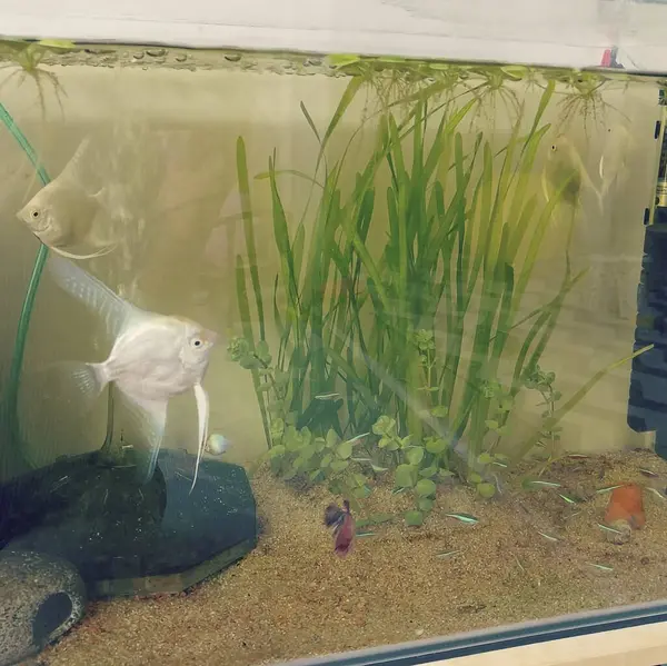 Güzel botanik fotoğrafı, doğal duvar kağıdı.