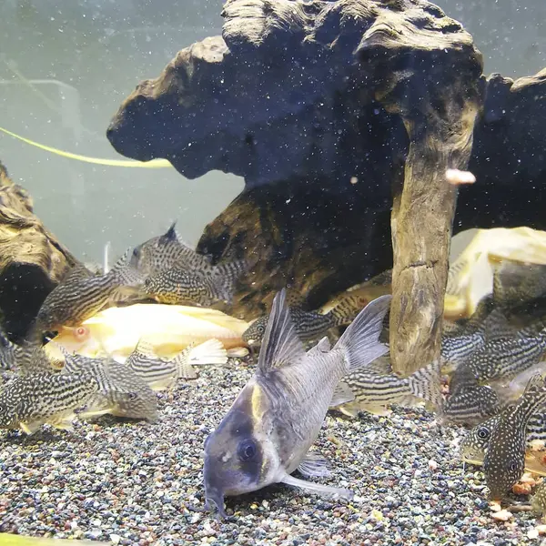 Akvaryumdaki güzel balıklar