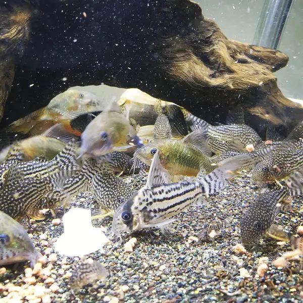 Güzel akvaryum balığı, kapat.