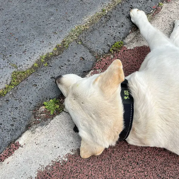Köpek yerde yatıyor..