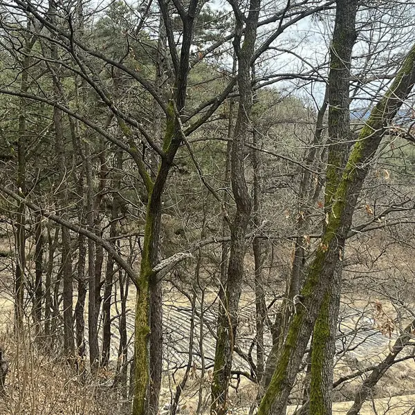 Ormanın güzel manzarası