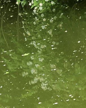 Güzel botanik fotoğrafı, doğal duvar kağıdı.