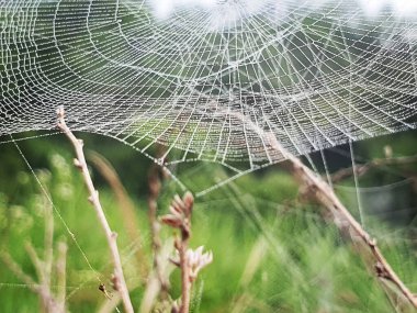 Çiy damlalı örümcek ağı