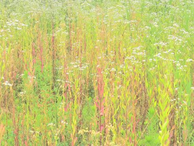 Vahşi bitkiler ve çiçekler