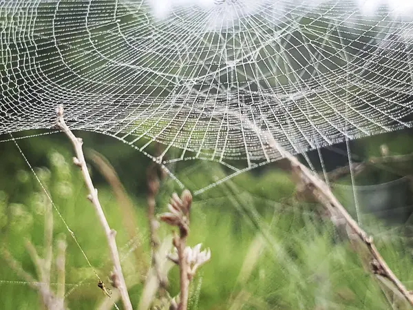 Çiy damlalı örümcek ağı