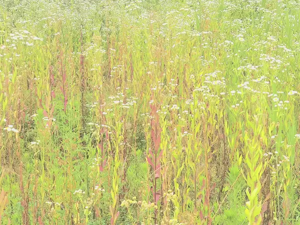 Vahşi bitkiler ve çiçekler