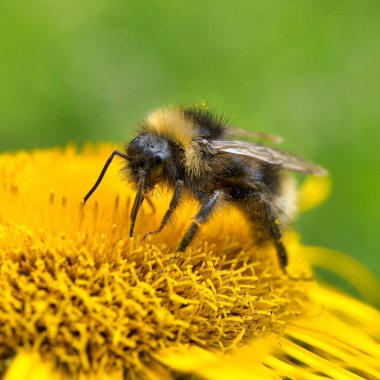 Ayçiçeğindeki arı