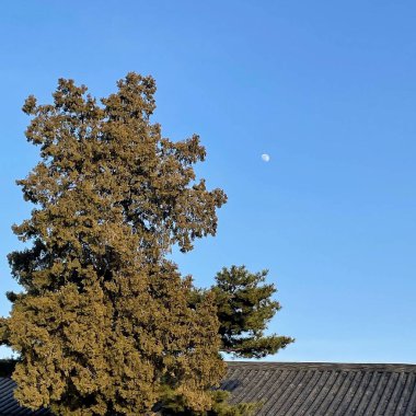 Ağaçlar ve yapraklarla dolu güzel sonbahar manzarası