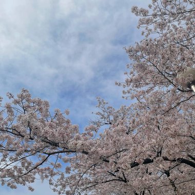 İlkbaharda kiraz çiçeği