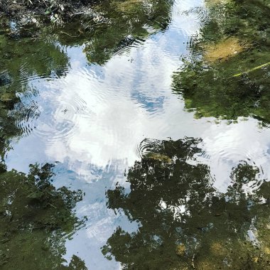 Parktaki su yüzeyindeki ağaçların yansıması