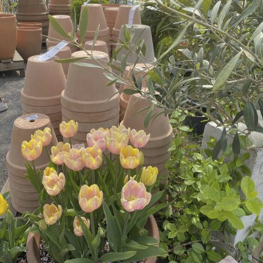 Güzel botanik fotoğrafı, doğal duvar kağıdı.