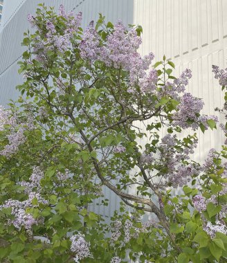 Leylak çiçekleri, bahar çiçekleri