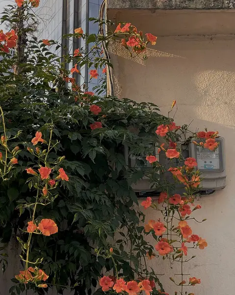 Bahçedeki güzel çiçekler