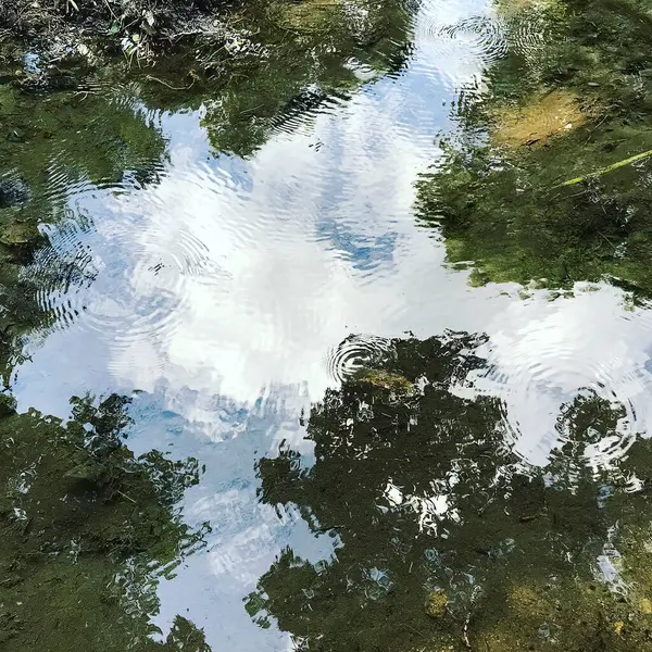 Parktaki su yüzeyindeki ağaçların yansıması