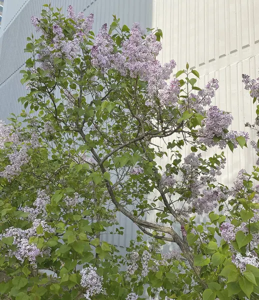 Leylak çiçekleri, bahar çiçekleri