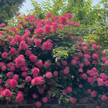 Bahçedeki güzel pembe güller