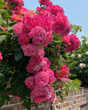 Bahçede pembe güller