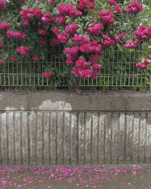 Bahçedeki pembe çiçekler