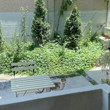 Kedi sokakta oturuyor.