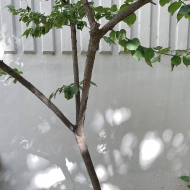 Duvarda yeşil yapraklar