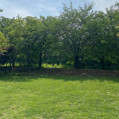 Ağaçları ve yeşil otları olan güzel bir manzara.