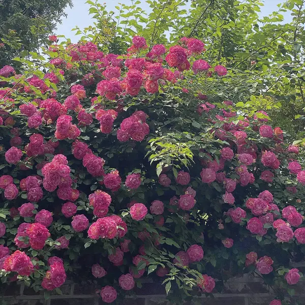 Bahçedeki güzel pembe güller