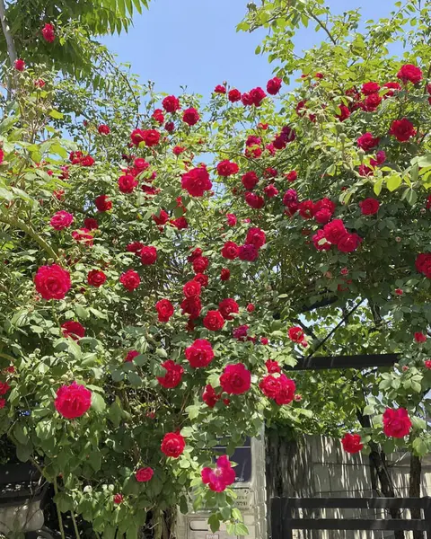Gül bahçesi. Güzel gül bahçesi. Güzel bir gül çiçeği. Bahçedeki gül çiçeği. Kırmızı gül. gül yaprakları