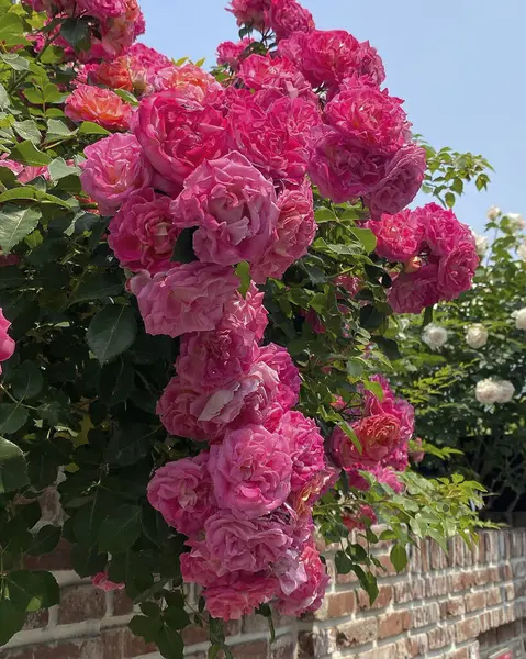 Bahçede pembe güller