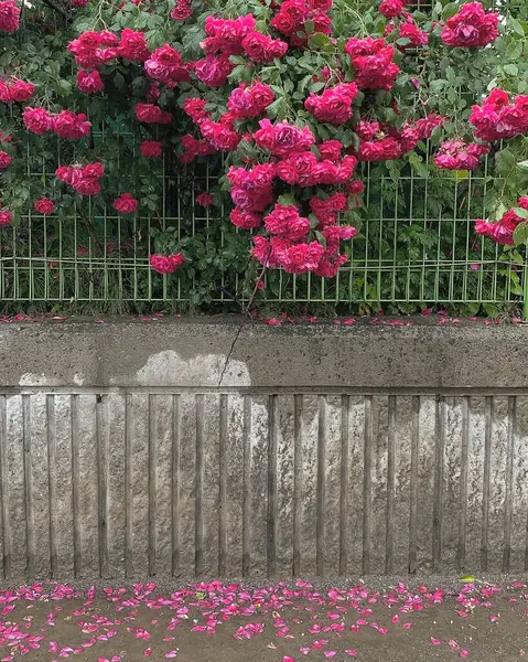 Bahçedeki pembe çiçekler