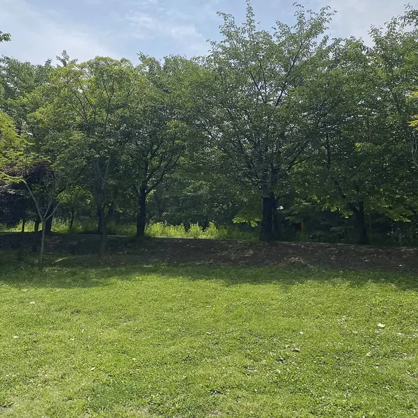 Ağaçları ve yeşil otları olan güzel bir manzara.