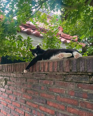 Taş duvara tırmanan bir kedinin dikey görüntüsü.