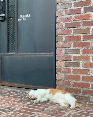 Kedi sokakta oturuyor.