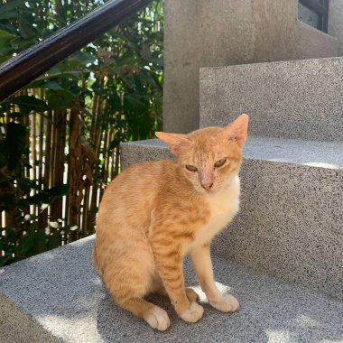 Sokakta sevimli kedi