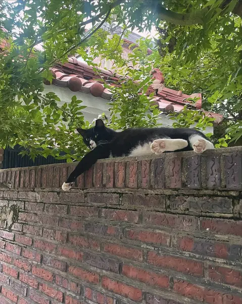 Taş duvara tırmanan bir kedinin dikey görüntüsü.