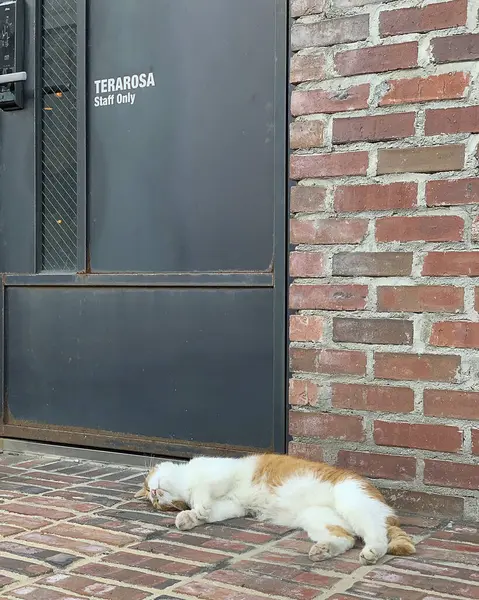 Kedi sokakta oturuyor.