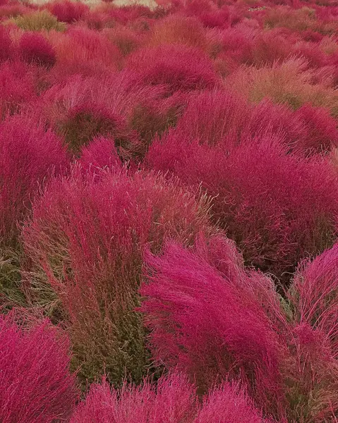 güzel pembe çiçekler, yakın çekim